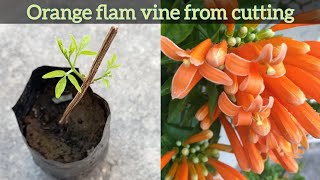 How to grow Orange flam vine from cutting  Trumpet vine  Pyrostegia venusta  Propagation [upl. by Adnolehs]