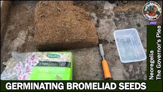 Germinating Bromeliads From Seed [upl. by Chuah481]