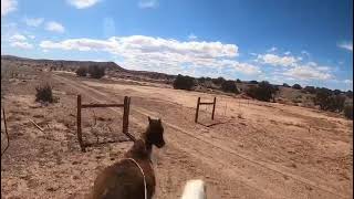 Roping wild horse [upl. by Enedan]