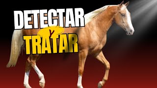 Cómo Detectar y Tratar Lesiones en CABALLOS de Alto Rendimiento [upl. by Siloum898]