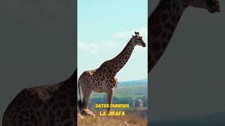 La Jirafa  Datos curiosos sobre este altísimo animal short shorts shortvideo shortsvideo [upl. by Nuahsak]