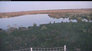 Attwater Prairie Chicken NWR Live Stream [upl. by Sidran]