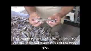 How to Freeze Fresh Caught Shrimp [upl. by Ahsirtak]