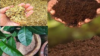 Rice Husk Or Cocopeat कौन बेहतर है गमले के मिट्टी के लिए Cheapest Substitute for Cocopeat [upl. by Freud43]