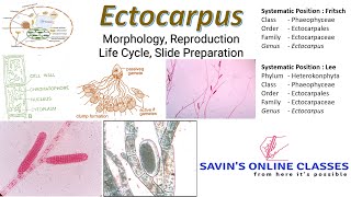 Ectocarpus Life Cycle I Reproduction I Morphology I Live Class [upl. by Enitsyrk783]