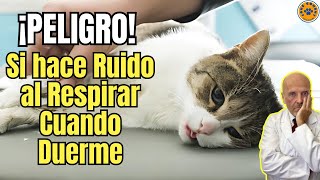 🆘 ¡PELIGRO MI GATO HACE RUIDO AL RESPIRAR CUANDO DUERME 🆘 [upl. by Merrel]