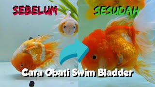 Cara Obati Swim Bladder Ikan Mas Koki  Penyakit Ikan Berenang Terbalik [upl. by Ardiekal219]