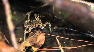 Pickerel Frog Calling [upl. by Sami951]