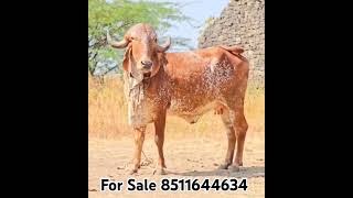 Shree mangal gir farm 8511644634 [upl. by Sieracki443]