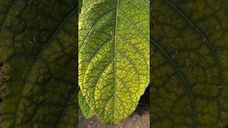 Fix Yellow Leaves gardening yellowleaves magnesiumdeficiency [upl. by Odnomar]