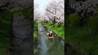 新河岸川 桜舟 さくら 小江戸川越 小江戸川越さくら 舟新河岸川飛べ天空仙人shorts [upl. by Namrac]