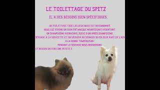 Le toilettage du spitz [upl. by Addiel]