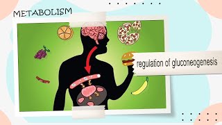 13 regulation of gluconeogenesis [upl. by Mahon303]