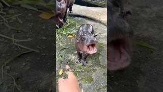 Baby hippo goes berserk😳  Road to 100k SUBSCRIBE‼️ repost [upl. by Erdnad754]