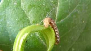 Cutworms Oruga cortadora Agrotis ipsilon [upl. by Coshow]