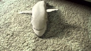 Shark playing dead Supercute [upl. by Andrien]