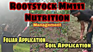 Rootstock MM111 Nutrition management Apple nutrition management by soil and foliar application [upl. by Nowahs565]