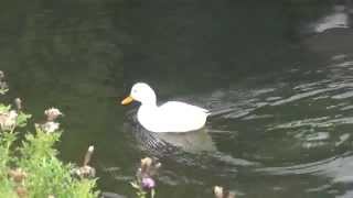 Enten und Gänse am Teich in Herne Westfalen [upl. by Banyaz]