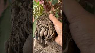 I Propagated My Calathea Plants shorts youtubeshorts garden [upl. by Ecidna]