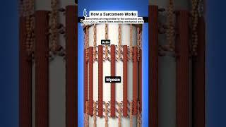 sarcomere works actin and myosin filaments [upl. by Barrow]