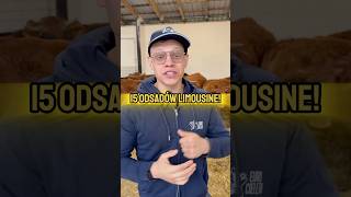 Przywozimy i ważymy Limousine 🐮🤩eurocieleta rolnictwo cielaki rolnictwotowięcejniżpasja🚜 [upl. by Ecirad405]