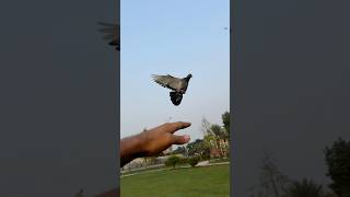 Coco shera ko udha dia part5  Iphone storage issue  Aj Pets ytshorts ajpets pigeon coco shera [upl. by Ennaylil]