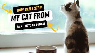 How Can I Stop My Cat From Wanting To Go Outside [upl. by Gimble]