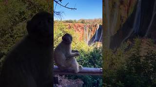 Ouzoud Waterfalls 🐒 ouzoudwaterfalls morocco Monkey waterfalls [upl. by Roderick]