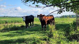 Got a bull in with the heifers [upl. by Enaed]