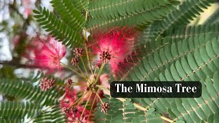 The Mimosa Tree [upl. by Sadye]