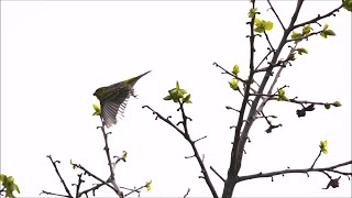 Le chant du serin cini [upl. by Ecnedac]