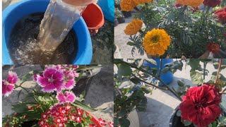 best liquid fertilizer for winter flowering plants  अनगिनत फूल पाने के लिए उत्तम खाद [upl. by Garlinda]