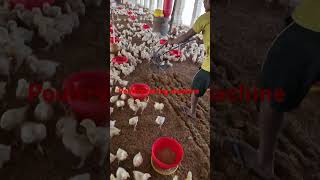 कम खर्च में poultry raking machine Poultry training Poultry management poultry shorts [upl. by Frentz]