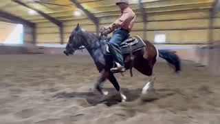 HighBrows Bruiser  2022 Gelding  5th ride  62824 [upl. by Rustice]