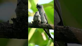 Crested Tree Swift [upl. by Gula]