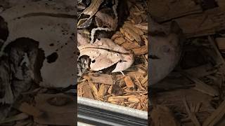 Gaboon VIPER has a loose FANG shorts short nature animal wildlife reptiles florida snake [upl. by Llaccm567]