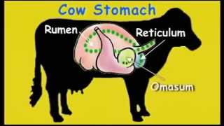 FOR KIDS  The Cows Stomach video [upl. by Riccardo]