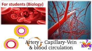 Biology  Artery Capillary Vein amp Blood Circulation simple explanation [upl. by Ettigirb]