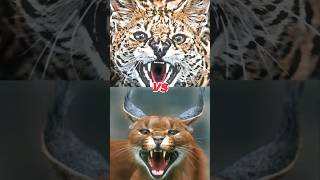 Chausie vs Black Footed vs pallas vs Serval vs Caracal short [upl. by Hniv575]