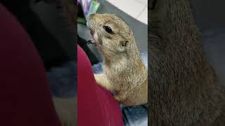 Prairie dog get angry when want to eating snack [upl. by Merceer]