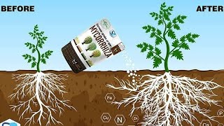 mycorrhiza Fertilizer  mycorrhiza biofertilizer  Best mycorrhiza for chilli crop  mycorrhiza [upl. by Hillegass337]