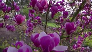 Amazing Magnolia tree at Kew Gardens London [upl. by Arramahs]