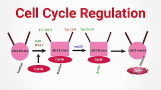 Cell Cycle RegulationcdkCyclinsPart 2LifesciencesCSIR NETCSIRathome [upl. by Ellie]