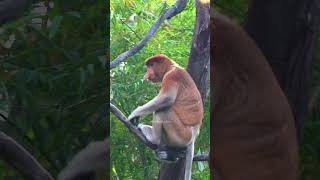 Long nosed proboscis monkey nasalis larvatus monkey proboscis cute nature wildlife HA91117 [upl. by Nannek]