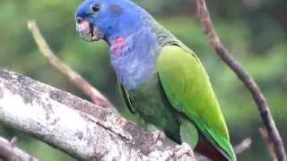 Blue headed parrot pionus menstruus [upl. by Carlynne]