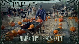 Tanaka Farms Pumpkin Patch 2024 Event [upl. by Anavoig]