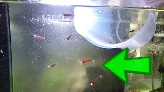 How To Setup A Sulawesi Shrimp Tank Setup  Shrimp Keeping [upl. by Ajax]