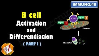 B cell Activation and Differentiation PART 1 T Independent Activation FLImmuno48 [upl. by Pierre]