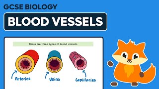 Blood Vessels Arteries Veins amp Capillaries  GCSE Biology [upl. by Mintz26]