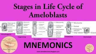 MNEMONICS  Amelogenesis  Stages of Ameloblasts [upl. by Heim845]